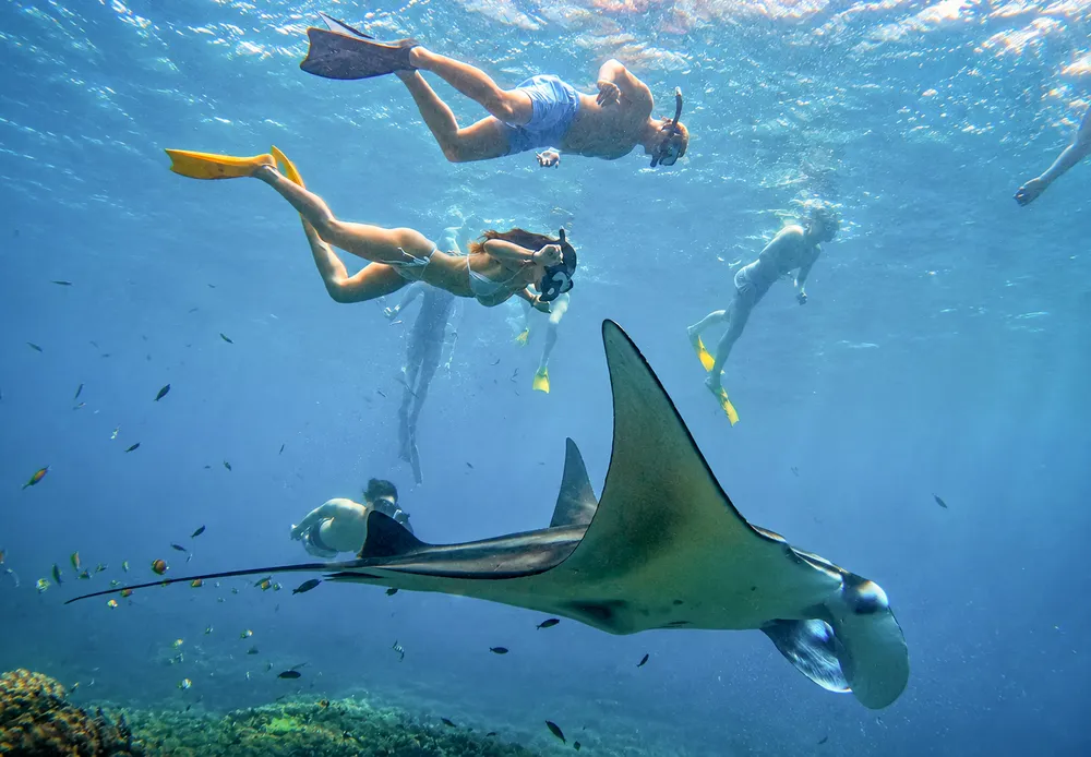 Swim with Manta Rays