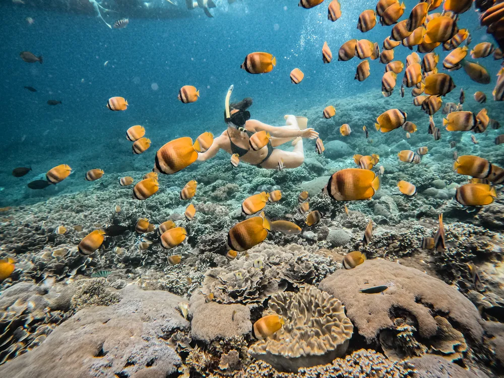 Drift Snorkeling at Mangrove Point