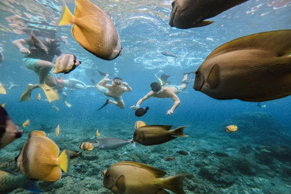 Snorkeling with fishes and beautiful coral at gamat bay nusa penida