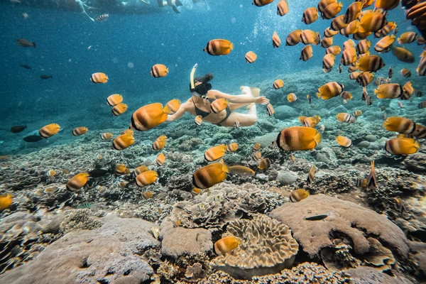Snorkeling with fishes and beautiful coral at mangrove point nusa penida